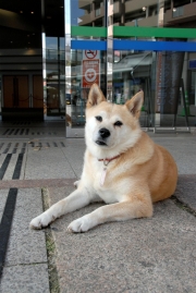 ドビン（尾道観光協会HPおのなびより）.jpg