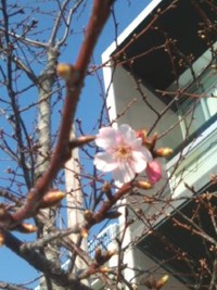 河津桜