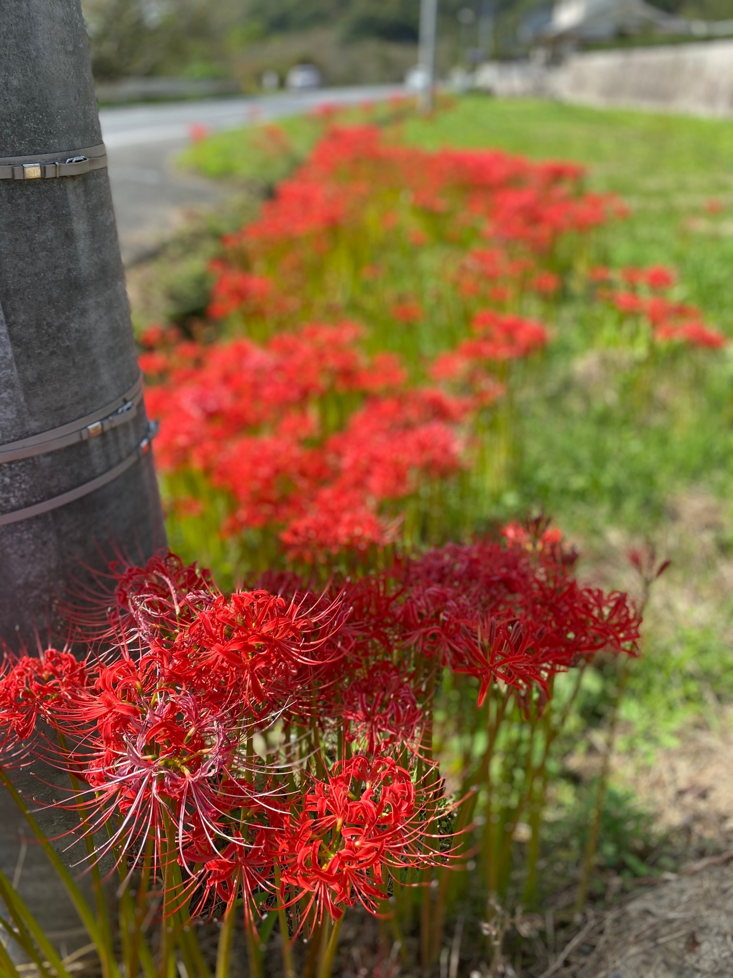 秋の花 Fmおのみちweb